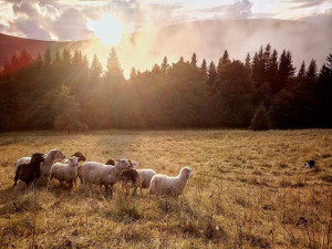 Z ajťáka farmářem. Jeroen Aerts odešel z kanceláře, teď pase ovce v Krkonoších