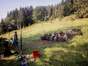 Z ajťáka farmářem. Jeroen Aerts odešel z kanceláře, teď pase ovce v Krkonoších