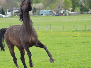 Někdy je eutanázie jediné řešení. Každému koni ale dám šanci, říká zakladatelka domova důchodců