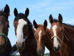 Někdy je eutanázie jediné řešení. Každému koni ale dám šanci, říká zakladatelka domova důchodců