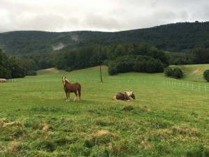 Někdy je eutanázie jediné řešení. Každému koni ale dám šanci, říká zakladatelka domova důchodců