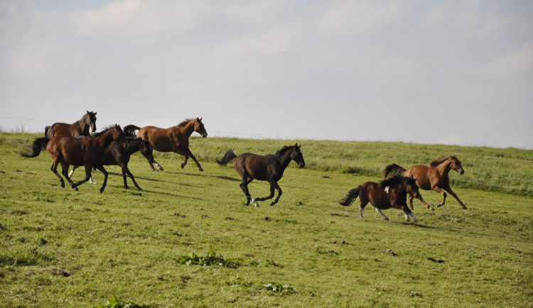 Někdy je eutanázie jediné řešení. Každému koni ale dám šanci, říká zakladatelka domova důchodců