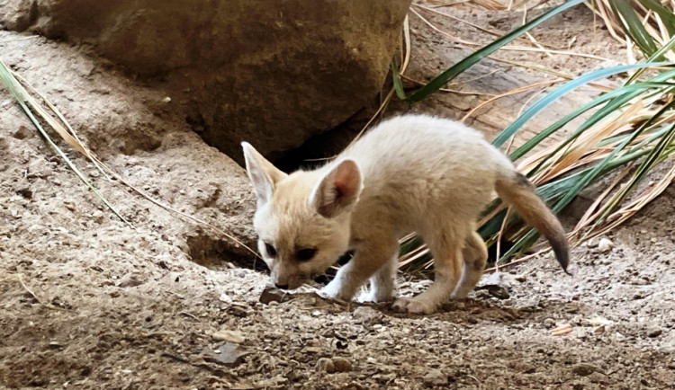 Safari Park má nová čtyřčata fenků. Matka se před porodem schovala do nory, ven začíná vylézat až nyní