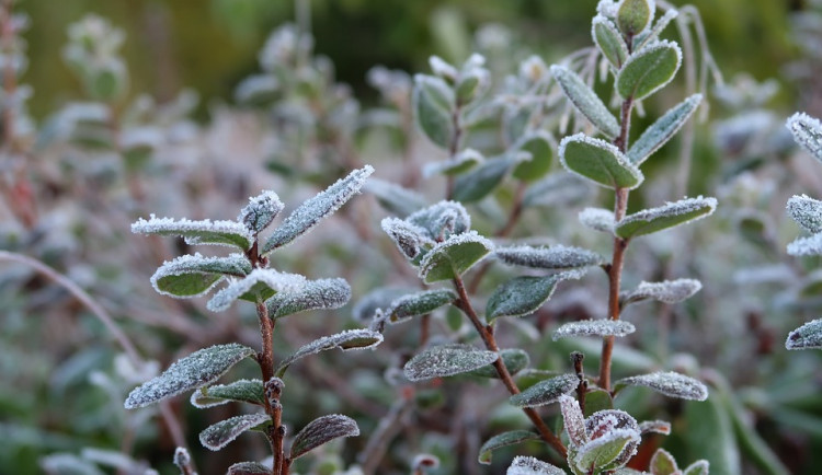 První říjnový den přinesl do Česka přízemní mrazíky. Na některých místech klesla teplota pod nulu