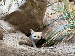 Safari Park ode dneška přechází na zimní sezonu, vstupné vyjde levněji