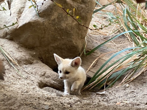 Safari Park ode dneška přechází na zimní sezonu, vstupné vyjde levněji
