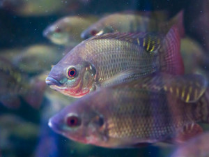 Safari Park poskytl domov živočichům z tornádem poničené zoo v Hodoníně