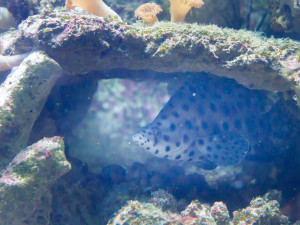 Safari Park poskytl domov živočichům z tornádem poničené zoo v Hodoníně