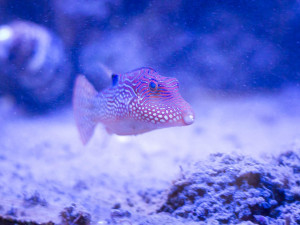 Safari Park poskytl domov živočichům z tornádem poničené zoo v Hodoníně