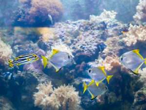 Safari Park poskytl domov živočichům z tornádem poničené zoo v Hodoníně