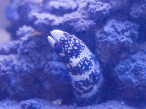 Safari Park poskytl domov živočichům z tornádem poničené zoo v Hodoníně