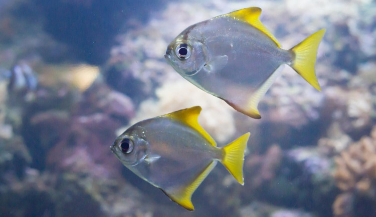 Safari Park poskytl domov živočichům z tornádem poničené zoo v Hodoníně