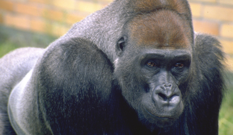 Ve Dvoře Králové uhynul gorilí samec Tadao, nejdéle žijící gorila v českých zahradách