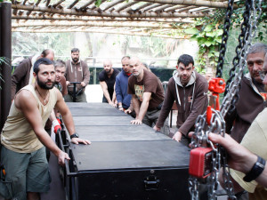 Jak složité je přestěhovat půl tuny těžkého krokodýla? Ze zoo ve Dvoře Králové ho stěhovali kulturisté z posilovny