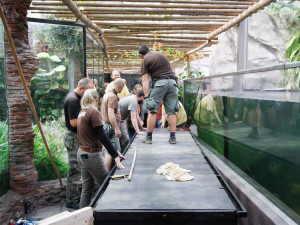 Jak složité je přestěhovat půl tuny těžkého krokodýla? Ze zoo ve Dvoře Králové ho stěhovali kulturisté z posilovny