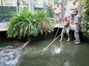Jak složité je přestěhovat půl tuny těžkého krokodýla? Ze zoo ve Dvoře Králové ho stěhovali kulturisté z posilovny