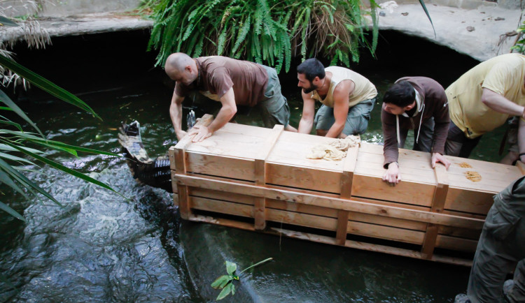 Jak složité je přestěhovat půl tuny těžkého krokodýla? Ze zoo ve Dvoře Králové ho stěhovali kulturisté z posilovny