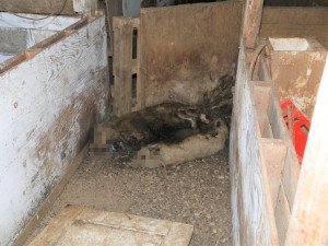 Na farmě policisté našli 70 mrtvých zvířat v rozkladu. Z týrání jsou obvinění dva lidé