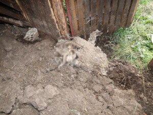 Na farmě policisté našli 70 mrtvých zvířat v rozkladu. Z týrání jsou obvinění dva lidé