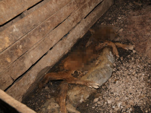Na farmě policisté našli 70 mrtvých zvířat v rozkladu. Z týrání jsou obvinění dva lidé