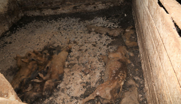 Na farmě policisté našli 70 mrtvých zvířat v rozkladu. Z týrání jsou obvinění dva lidé