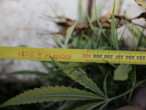 Dealer doma sušil 17 kilogramů trávy. Chtěl ji ochránit pomocí pastí z prken a hřebíků