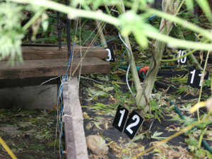 Dealer doma sušil 17 kilogramů trávy. Chtěl ji ochránit pomocí pastí z prken a hřebíků