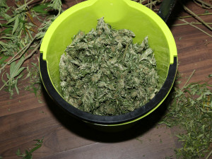 Dealer doma sušil 17 kilogramů trávy. Chtěl ji ochránit pomocí pastí z prken a hřebíků