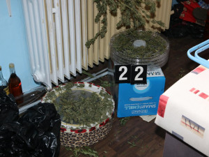 Dealer doma sušil 17 kilogramů trávy. Chtěl ji ochránit pomocí pastí z prken a hřebíků