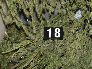 Dealer doma sušil 17 kilogramů trávy. Chtěl ji ochránit pomocí pastí z prken a hřebíků