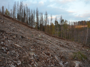 Kalamita kůrovce ustupuje, lesníci chystají obnovu zničených lesních cest