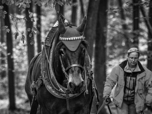 Do lesa ji přivedla láska ke koním a přírodě. Koňáků stahujících dřevo ale ubývá, říká Veronika Králová