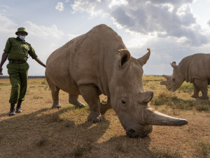 Samici nosorožce Nájin vědci přestanou odebírat vajíčka. Ta jsou potřeba k zachránění druhu