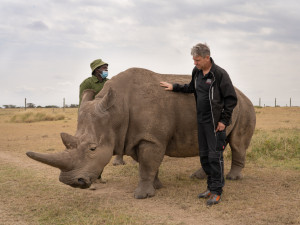 Samici nosorožce Nájin vědci přestanou odebírat vajíčka. Ty jsou potřeba k zachránění druhu