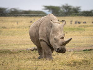 Samici nosorožce Nájin vědci přestanou odebírat vajíčka. Ty jsou potřeba k zachránění druhu