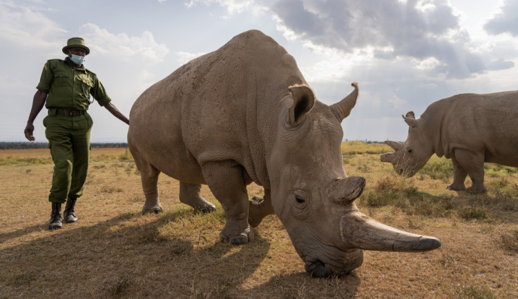 Samici nosorožce Nájin vědci přestanou odebírat vajíčka. Ty jsou potřeba k zachránění druhu