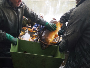 O víkendu se konal výlov rybníku Datlík. Za štědrovečerního kapra si letos opět připlatíme