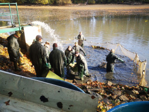O víkendu se konal výlov rybníku Datlík. Za štědrovečerního kapra si letos opět připlatíme