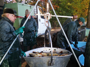 O víkendu se konal výlov rybníku Datlík. Za štědrovečerního kapra si letos opět připlatíme