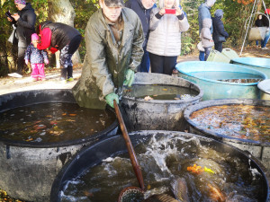 O víkendu se konal výlov rybníku Datlík. Za štědrovečerního kapra si letos opět připlatíme