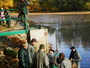 O víkendu se konal výlov rybníku Datlík. Za štědrovečerního kapra si letos opět připlatíme