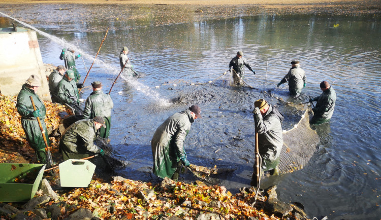 O víkendu se konal výlov rybníku Datlík. Za štědrovečerního kapra si letos opět připlatíme