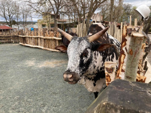 Safari Park hlásí rekordní návštěvnost. Od začátku roku přišlo přes půl milionu návštěvníků