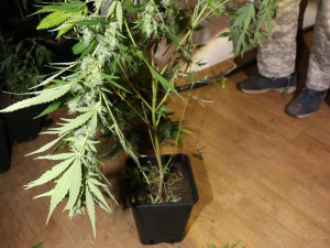 Přes tisícovku rostlin a ubalených jointů zabavila policie dealerům. Pro ně si přišla zásahovka