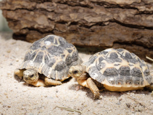 Safari Park má nové přírůstky. Želvy pavoukovité půl roku prakticky prospí