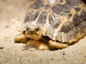 Safari Park má nové přírůstky. Želvy pavoukovité půl roku prakticky prospí