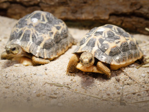 Safari Park má nové přírůstky. Želvy pavoukovité půl roku prakticky prospí