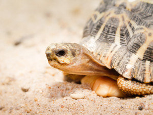 Safari Park má nové přírůstky. Želvy pavoukovité půl roku prakticky prospí