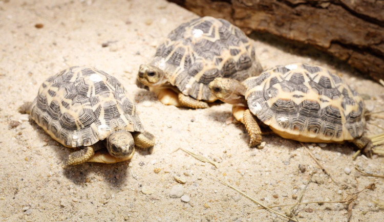 Safari Park má nové přírůstky. Želvy pavoukovité půl roku prakticky prospí