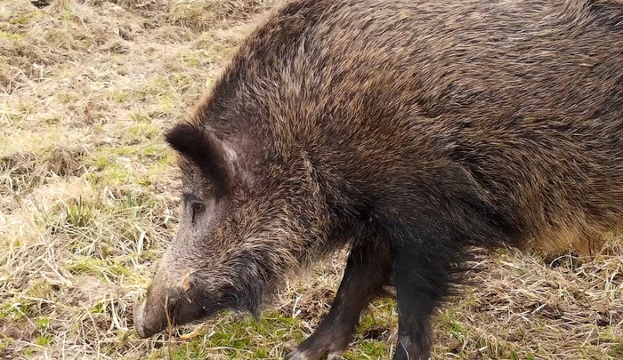 Divočáci dělají v lesích milionové škody. Vědci z Brna na ně hledají repelent